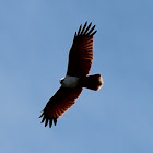 Brahminy Kite