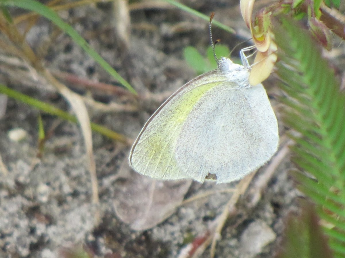 Great southern white