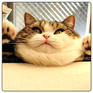 面白い動物画像[ネコ編].apk 1.0