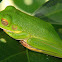 white-lipped tree frog