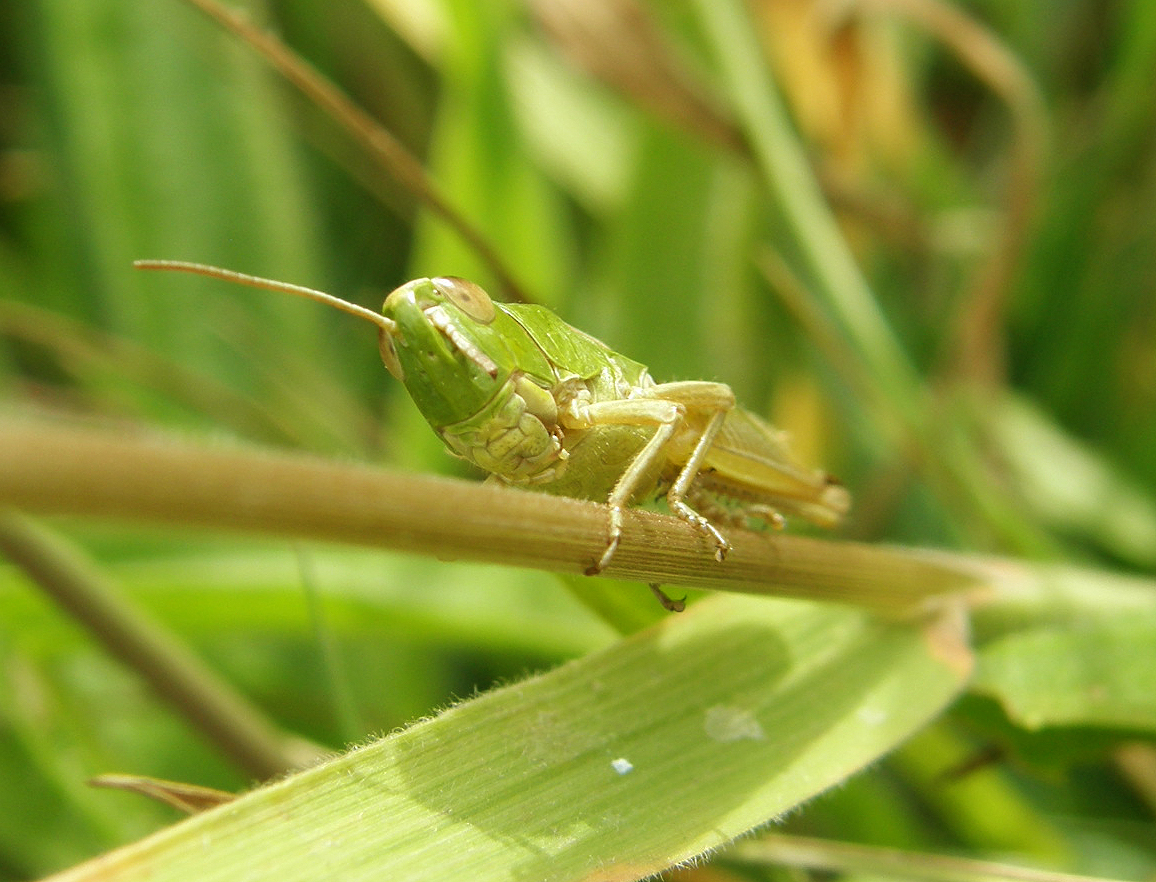 Meadow grasshopper