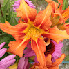 Double orange daylily