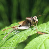 Grasshopper exuvia