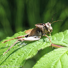 Grasshopper exuvia