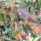 Eastern fox squirrel