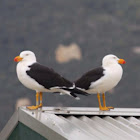 Pacific gull