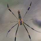 Golden Web Spider (or Golden Orb Spider)