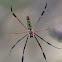 Golden Web Spider (or Golden Orb Spider)