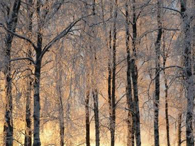 [最も好ましい] スマホ フ��ンランド 壁紙 165900