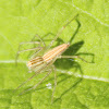 Common Lynx Spider