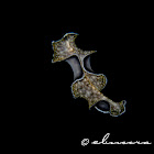Spotted Black Flatworm, Gold-spotted Flatworm