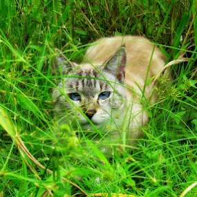 Laying Low by Dianne Stephens-Miller - Animals - Cats Portraits