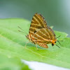 Long-banded Silverline