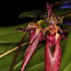 Orchid cirrhopetalum doris dukes X bill's best