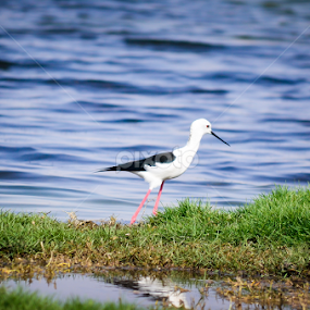 Stilt by Unni Krishnan - Animals Birds