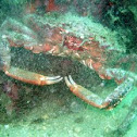 Common spider crab