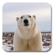 Polar Bear Live Wallpaper  Icon