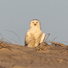 Snowy Owl