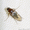 Small Fly