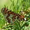 Dotted Checkerspot