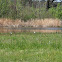 Blue Heron and White Herons (Great Egrets)
