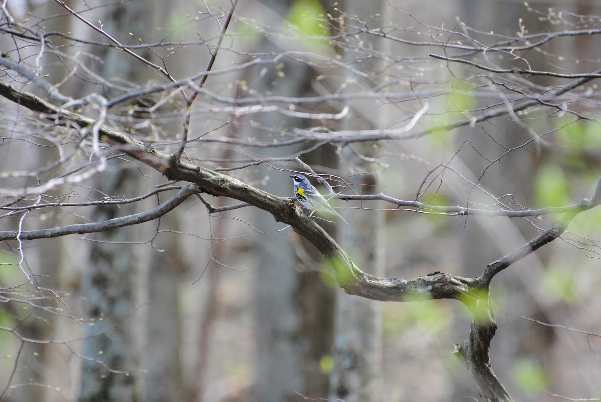 Yellow rumped warbler