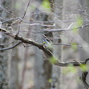 Yellow rumped warbler