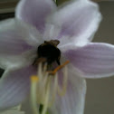 Bumble-Bee