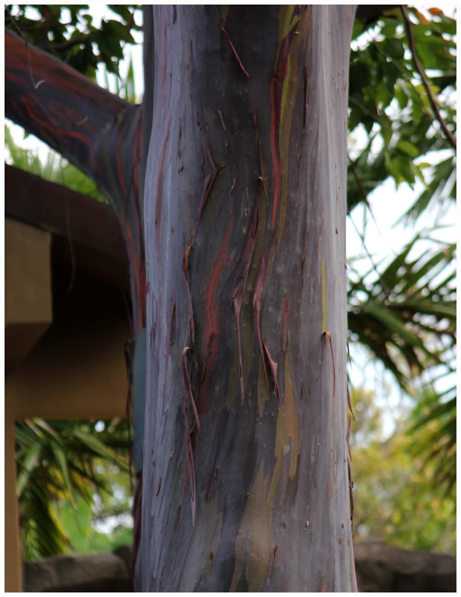 the rainbow eucalyptus, Mindanao gum, or rainbow gum