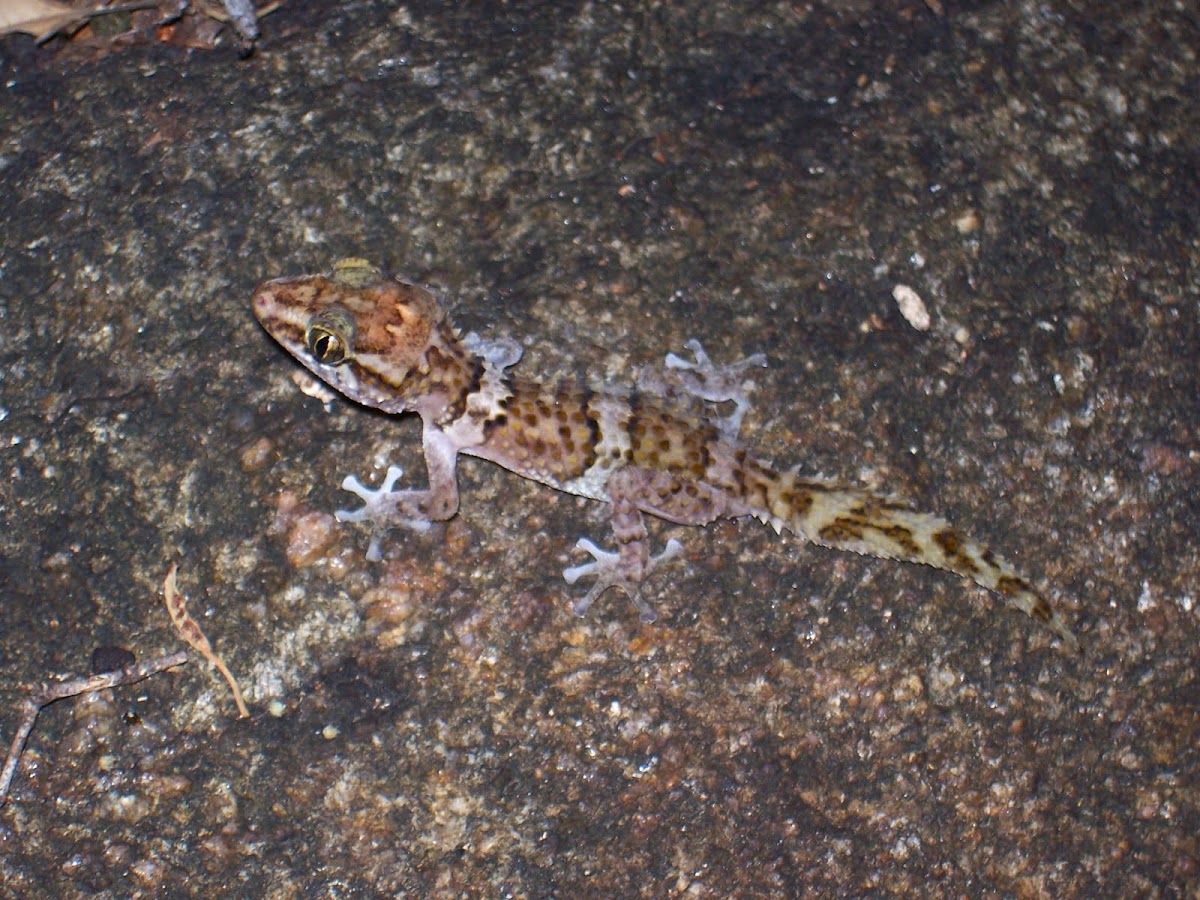 Madagascar Spiny Tailed Gecko  
