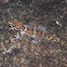 Madagascar Spiny Tailed Gecko  