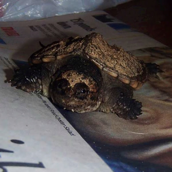 Common snapping turtle | Project Noah