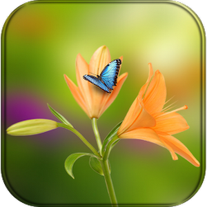 Flower Wallpaper For Whatsapp