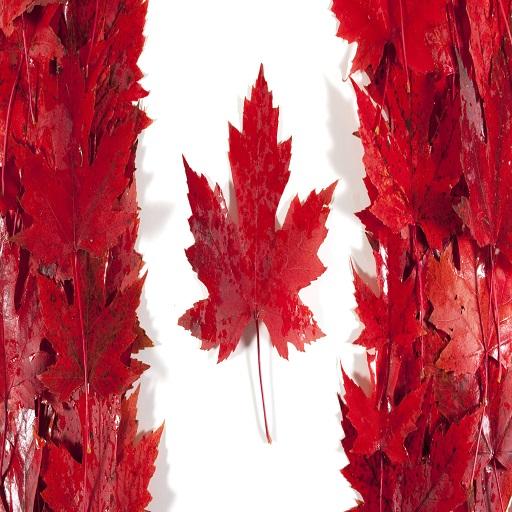 Canada Facts LOGO-APP點子