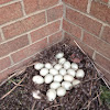Mallard Duck (Nest)