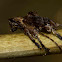 Unknown Longicorn beetle