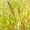Knotroot Foxtail  