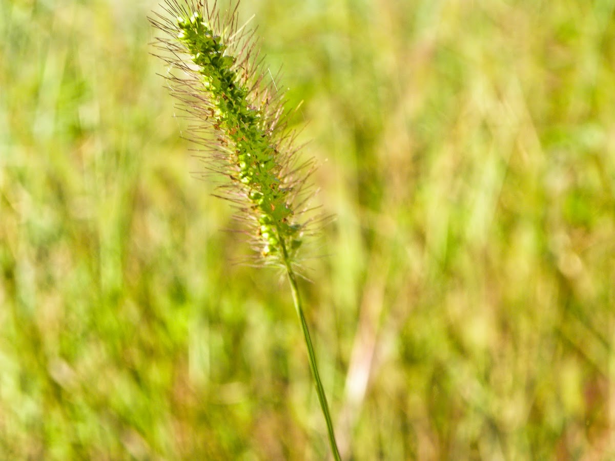 Knotroot Foxtail  