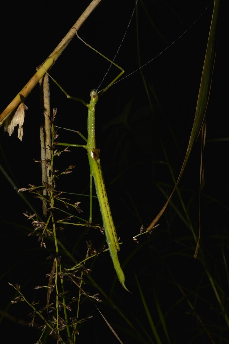 Stick Insect - Female