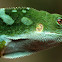 Fiji Banded Iguana (Male)