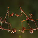 Empusa pennata