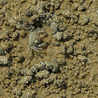 Sand bubbler crab