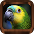Bird Sounds, Calls, Songs & Ringtones1.1.3