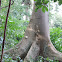Bark Cloth tree