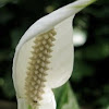 Anthurium crystallinum