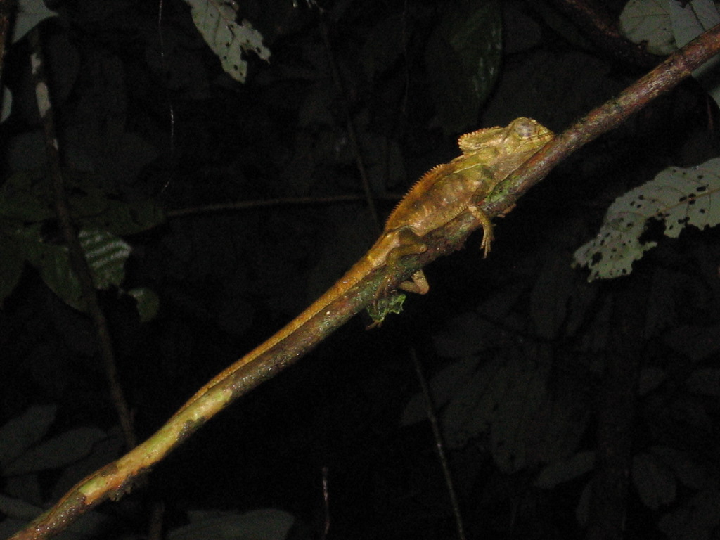 Casque-Headed Lizard