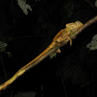 Casque-Headed Lizard