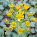 Golden Ragwort